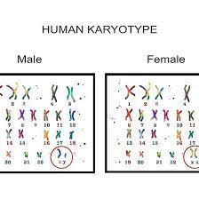 We did not find results for: Human Karyotype Male And Female Chromosome Chromosome Human Biology Lessons