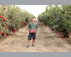 pomegranates plantation israel