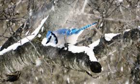 blue jay facts pictures and behavior