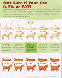 Overweight_pets Overweight Dog Healthy Pets Dog Health Tips