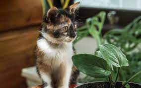 Which Plants Are Poisonous To Cats