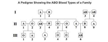 a pedigree showing the abo blood types