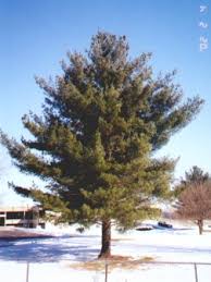 Unlike other evergreens, pines have a specific time of the year when they should be pruned to. White Pine Windbreak Trees
