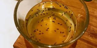 homemade fruit fly traps effective