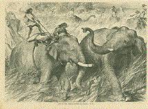 Image result for TAME ELEPHANTS USED TO HUNT AND CATCH WILD ELEPHANTS 1876