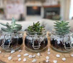 Cute Succulent Terrarium