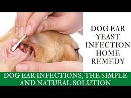 dog ear yeast infection home remedy