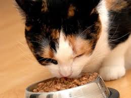 Wet Cat Food Calorie Count Petfinder