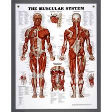 Nasco Muscular System Chart Model Sb06145u Each