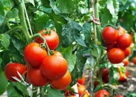growing tomatoes from seeds a step by