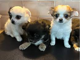 chihuahua dogs and puppies in