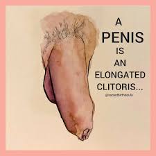 Clitoris A Mini Penis