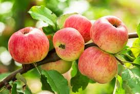 Growing Your Own Fruit Trees