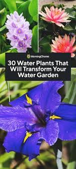30 Water Plants That Will Transform