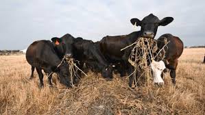 Image result for picture of cows on feed