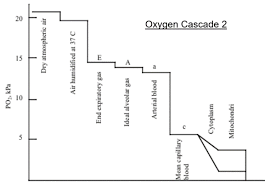 oxygen diagram quizlet