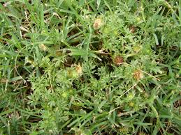 little spurweed can cause big pain