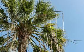 Top Ten Palm Trees To Grow In Your