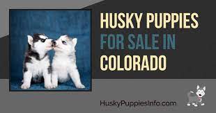 Check spelling or type a new query. Siberian Husky Puppies For Sale And Breeders In Colorado Co