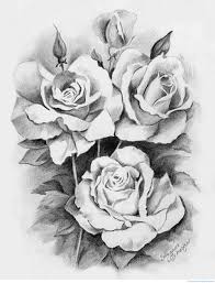beautiful rose photo drawing drawing
