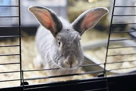 ideas for making a homemade rabbit cage