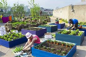 Urban Rooftop Garden Designs Changing