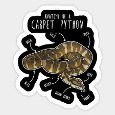 darwin carpet python snake anatomy