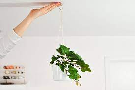 how to hang plants from the ceiling