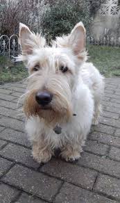 Wheaten Scottish Terrier Puppies Uk Goldenacresdogs Com