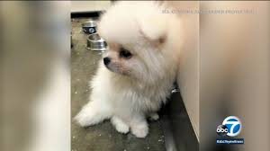 By mychelle blake certified dog behavior consultant. Authorities Intercept 8 Smuggled Pomeranian Puppies From Russia At Lax Abc7 Los Angeles