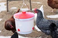 what-is-the-best-chicken-waterer-for-winter