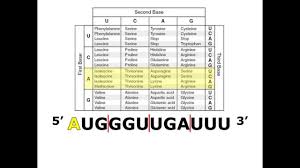 Translating Mrna With A Codon Chart