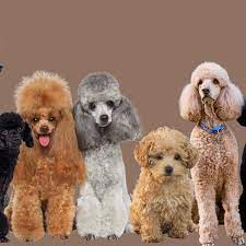 types of poodles breed information