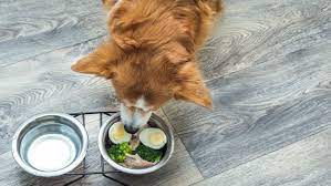 can dogs eat eggs cooked raw or