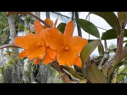 blanca s orchid garden you