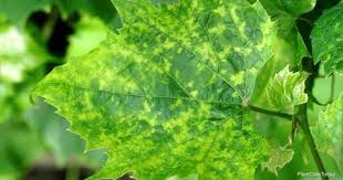 mosaic virus what is it and how is it