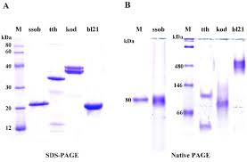 Sds Page And Native Page Analysis Of Ssb Proteins A Purity