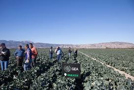 Sakata seed america sells through commercial vegetable distributors located throughout the us and canada for your convenience. Sakata Seed Introduces Gea Its New Reference In Broccoli Ecomercio Agrario