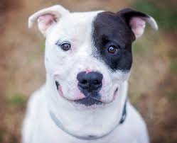 Research by bbc news shows staffordshire bull terriers are the third most popular dog in the uk. 7 Things You Didn T Know About Pit Bulls Wellness Pet Food