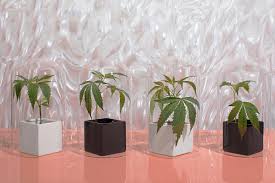 High Drama Cannabis Biotech Firm Phylos Roils Small Growers