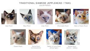 Traditional Siamese Applehead Thai Color Points Chart