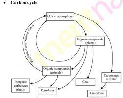 carbon cycle and