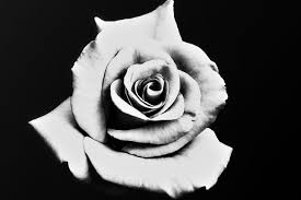 rose black and white white black flower