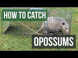 An Opossum With A Live Animal Trap