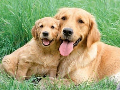 Image result for mom and baby dog"