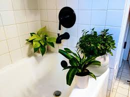 windowless bathroom bathroom plants