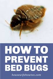 how to prevent bed bugs simple steps