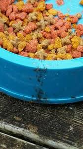Ant proof bowl dog cat pet feeder food water ant free dish ~ the mote. Product Review Walmart Com