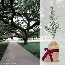 century tree texas a m gifts