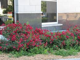 flower carpet red rose wasconursery com